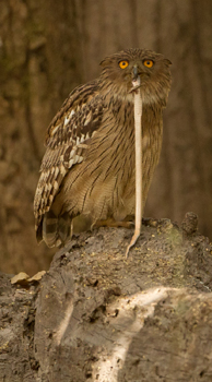 owl